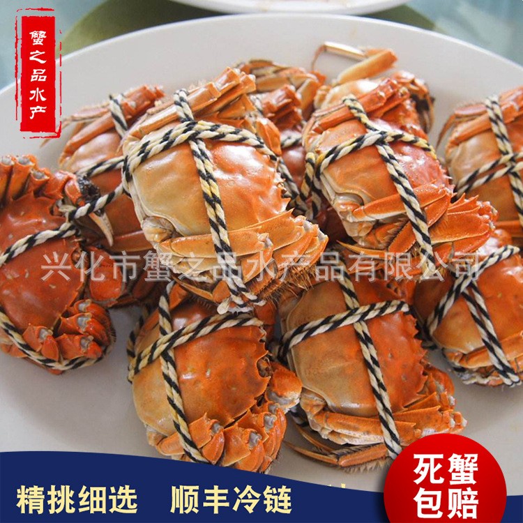 2.5两母螃蟹10只 蟹批发 散称鲜活大闸蟹批发 养殖基地供应 河蟹图3