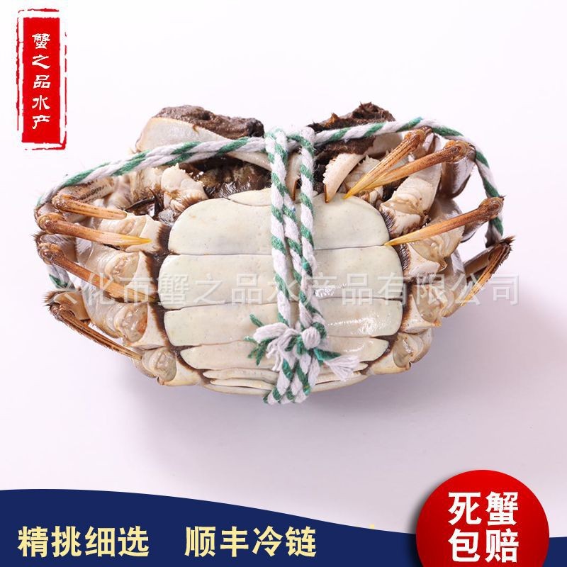 2.5两母螃蟹10只 蟹批发 散称鲜活大闸蟹批发 养殖基地供应 河蟹图4