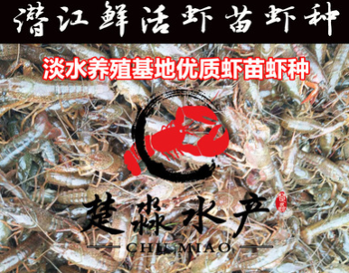 潜江基地小龙虾鲜活虾种抱卵虾虾苗青苗活体淡水养殖幼苗繁殖繁育
