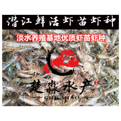 潜江基地小龙虾鲜活虾种抱卵虾虾苗青苗活体淡水养殖幼苗繁殖繁育