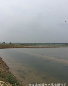 潜江基地小龙虾鲜活虾种抱卵虾虾苗青苗活体淡水养殖幼苗繁殖繁育图5