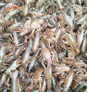 潜江基地小龙虾鲜活虾种抱卵虾虾苗青苗活体淡水养殖幼苗繁殖繁育图3