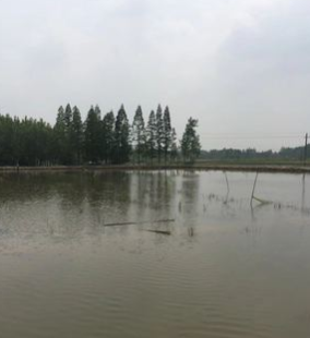 潜江基地小龙虾鲜活虾种抱卵虾虾苗青苗活体淡水养殖幼苗繁殖繁育图4