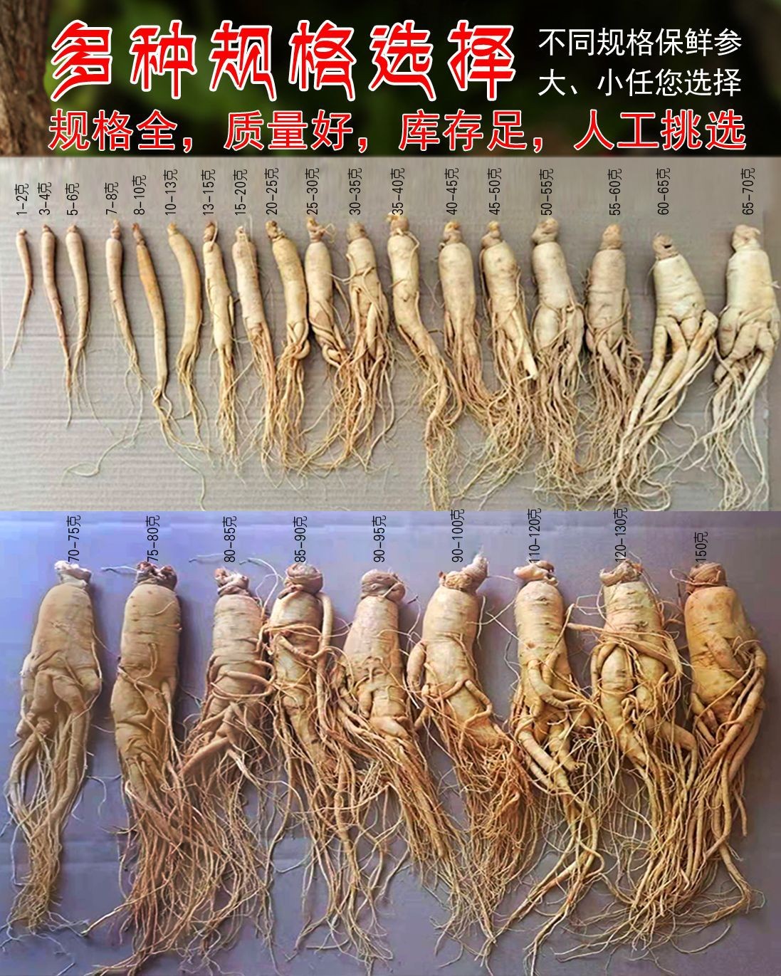 长白山保鲜人参 土特产批发 泡酒 药材 新鲜 东北特产人参图3
