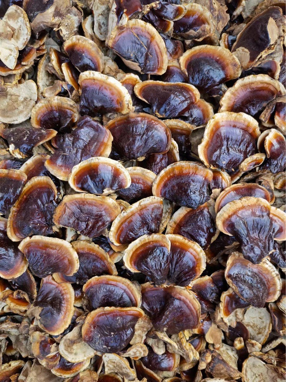 批发金边灵芝 长白山灵芝  整支灵芝500克/件 ，小灵芝图2