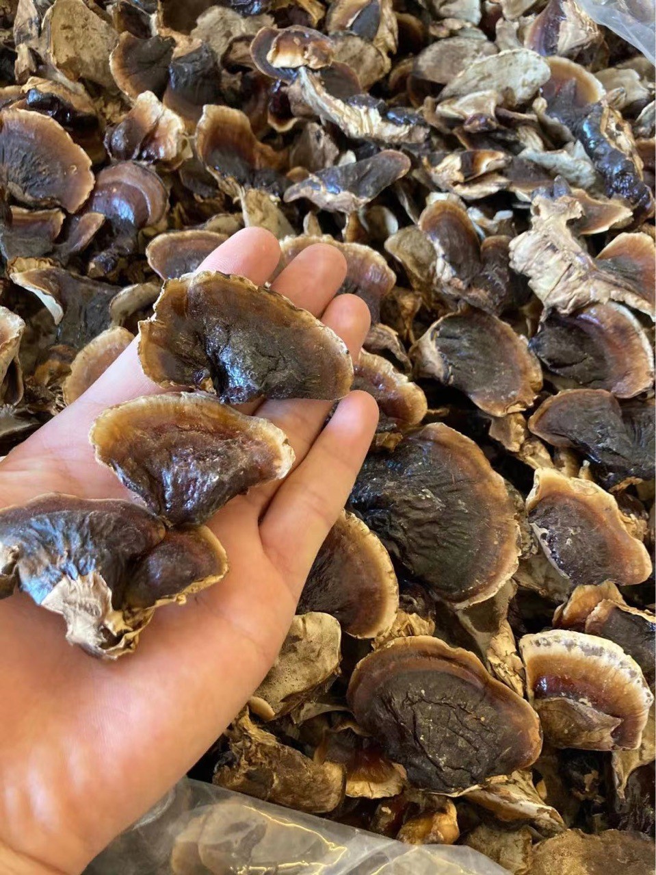 批发金边灵芝 长白山灵芝  整支灵芝500克/件 ，小灵芝图3