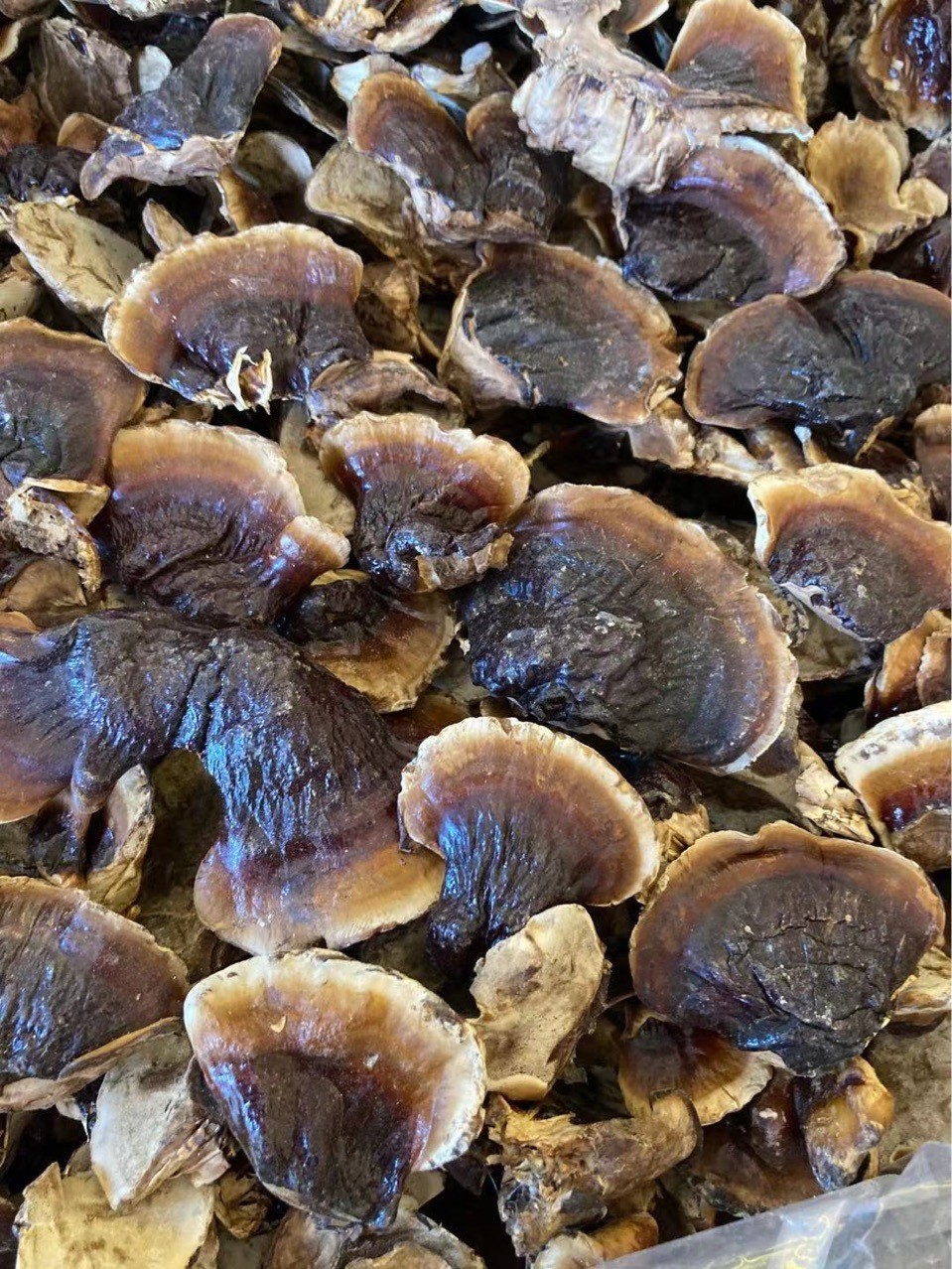 批发金边灵芝 长白山灵芝  整支灵芝500克/件 ，小灵芝图5