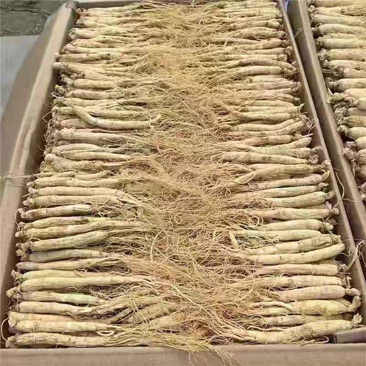 东北特产 长白山人参 生晒白参干人参 产地直发 批量销售图3