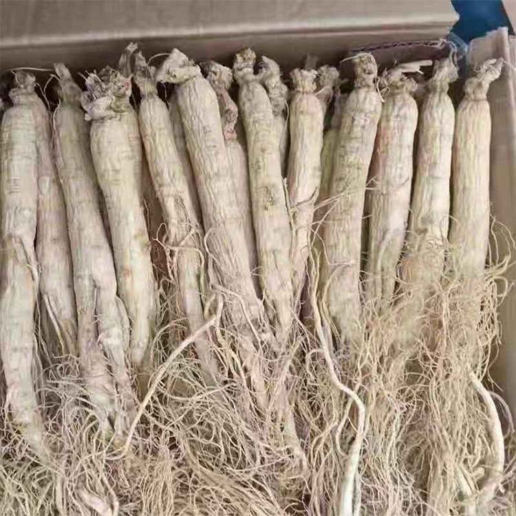 东北特产生晒参 长白山人参 生晒白参 干人参 产地直发 批量销售图4