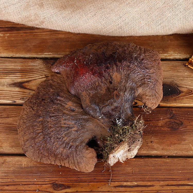 长白山灵芝松杉灵芝 东北特产松杉灵芝整支中药材灵芝片图4