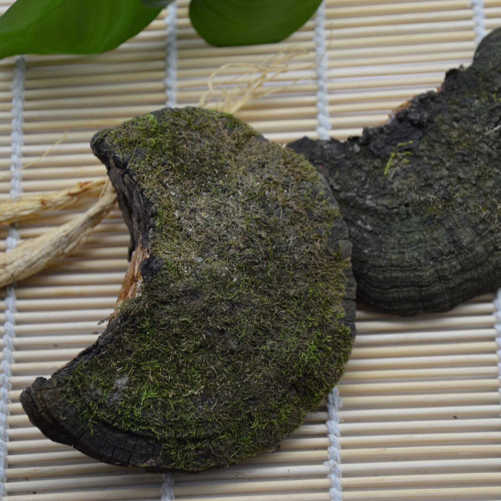 长白山桑黄灵芝暴马丁香树桑黄500g 暴马桑耳桑黄批发图4