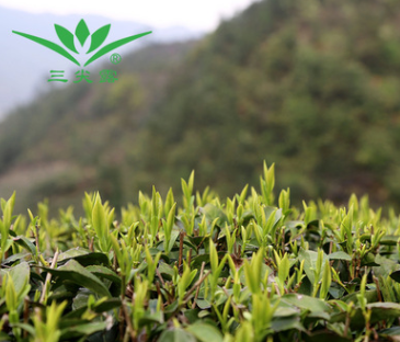三尖露2021年黄山毛峰新茶明前开采雀舌绿茶叶散装礼盒包装批发图5