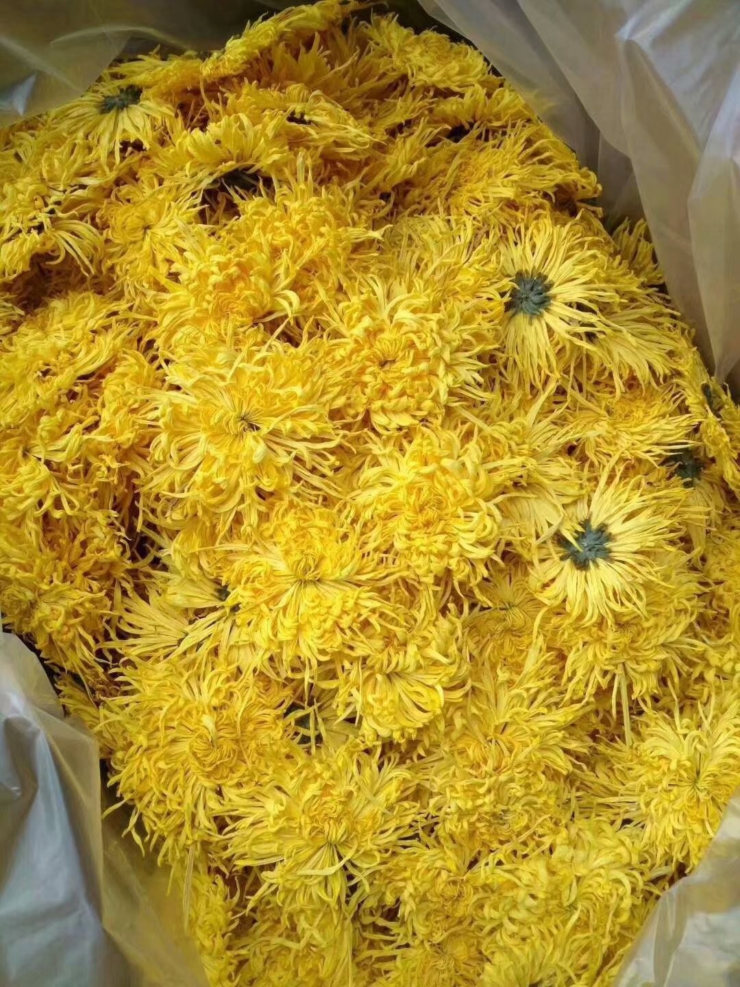 2021年新花上市 金丝皇菊散装一朵一杯婺源大皇菊散花批发图2