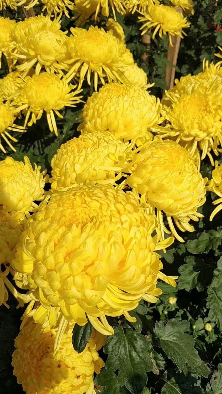 2021年新花上市 金丝皇菊散装一朵一杯婺源大皇菊散花批发图4