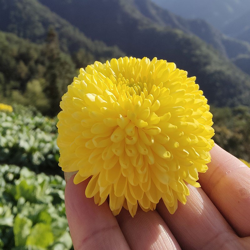 2021新花婺源黄菊散装 徽州皇菊 大朵菊花 菊花茶一朵一杯礼盒装图4