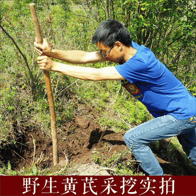 黄芪野生黄芪无硫自然采挖 甘肃黄芪片原产地 正北芪批发满5包邮