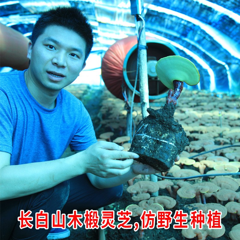 吉林批发【2吨灵芝孢子粉】250g长白山木段头道破壳孢子粉有大货图4