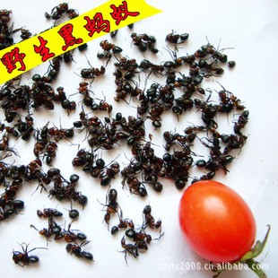 供应东北野生黑蚂蚁2斤起批发 长白山黑蚁红蚂蚁招代理 一件代发图3