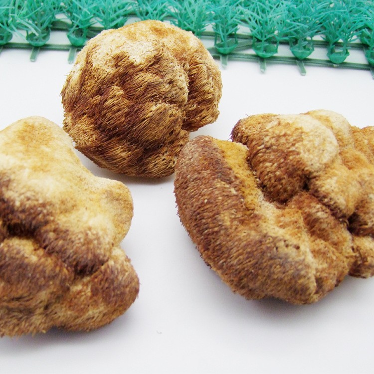 供应长白山优质猴头菇2斤起批 东北蘑菇批发各种菌类量大优惠！图4