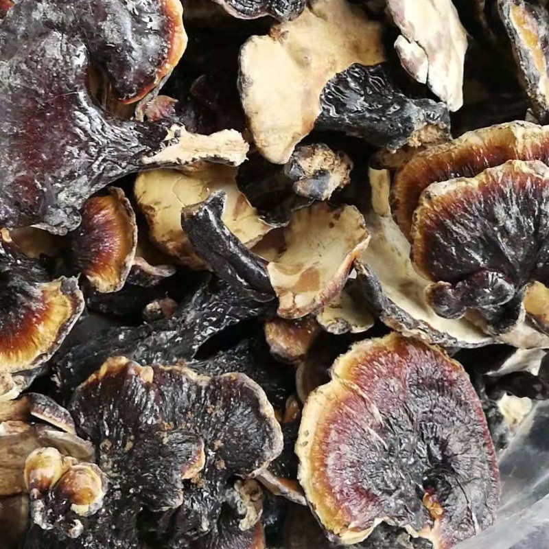 云南灵芝 红赤灵芝 红灵芝图4