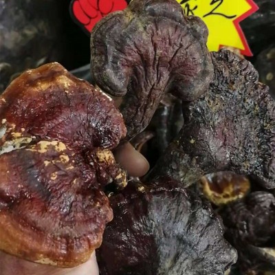 云南灵芝 红灵芝 赤灵芝散装批发