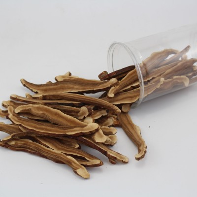 大量批发 长白山特产半野生紫灵芝 赤灵芝片 灵芝切片 产地直销