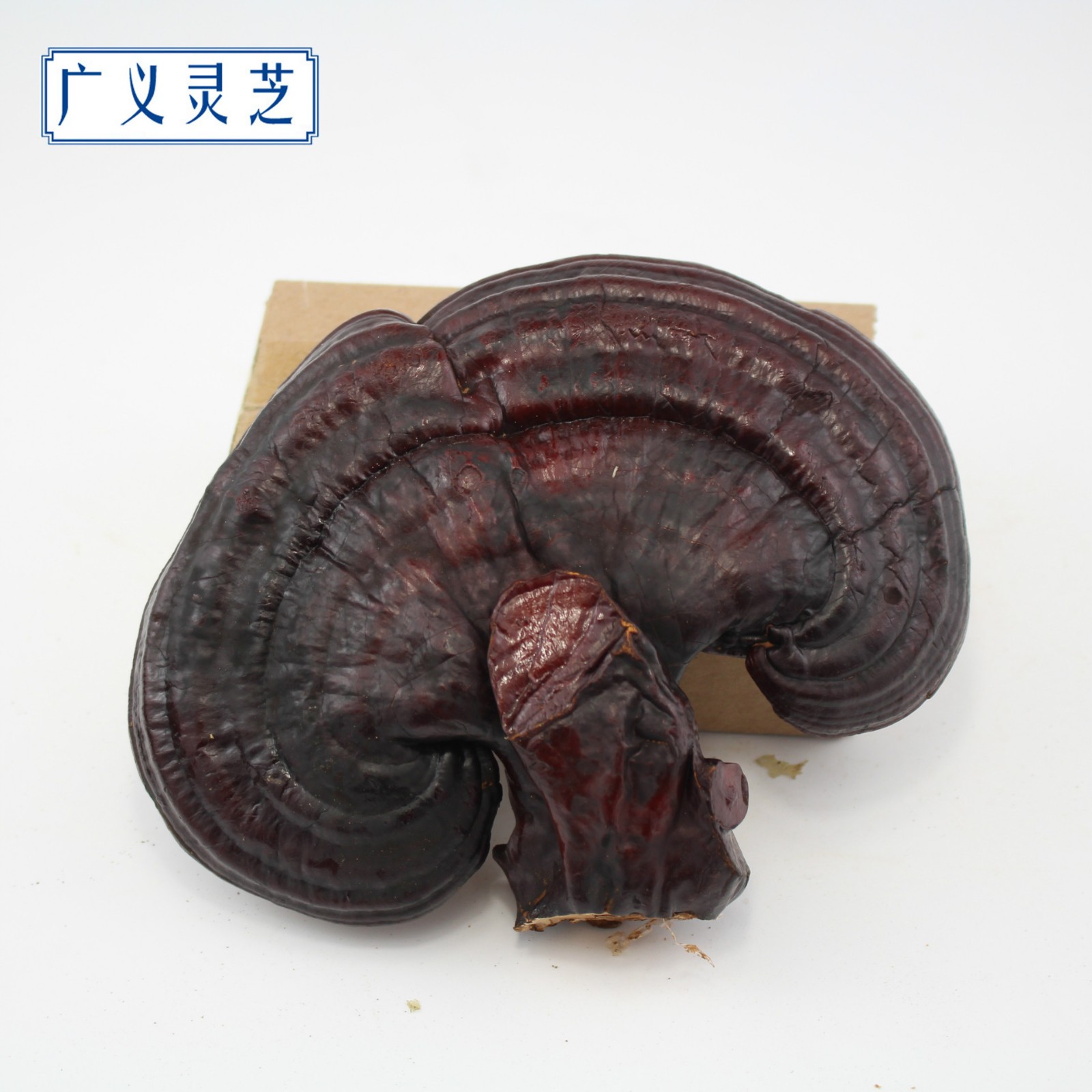 罡四灵芝 灵芝个子 灵芝切片 广义灵芝产地直销 灵芝批发图3