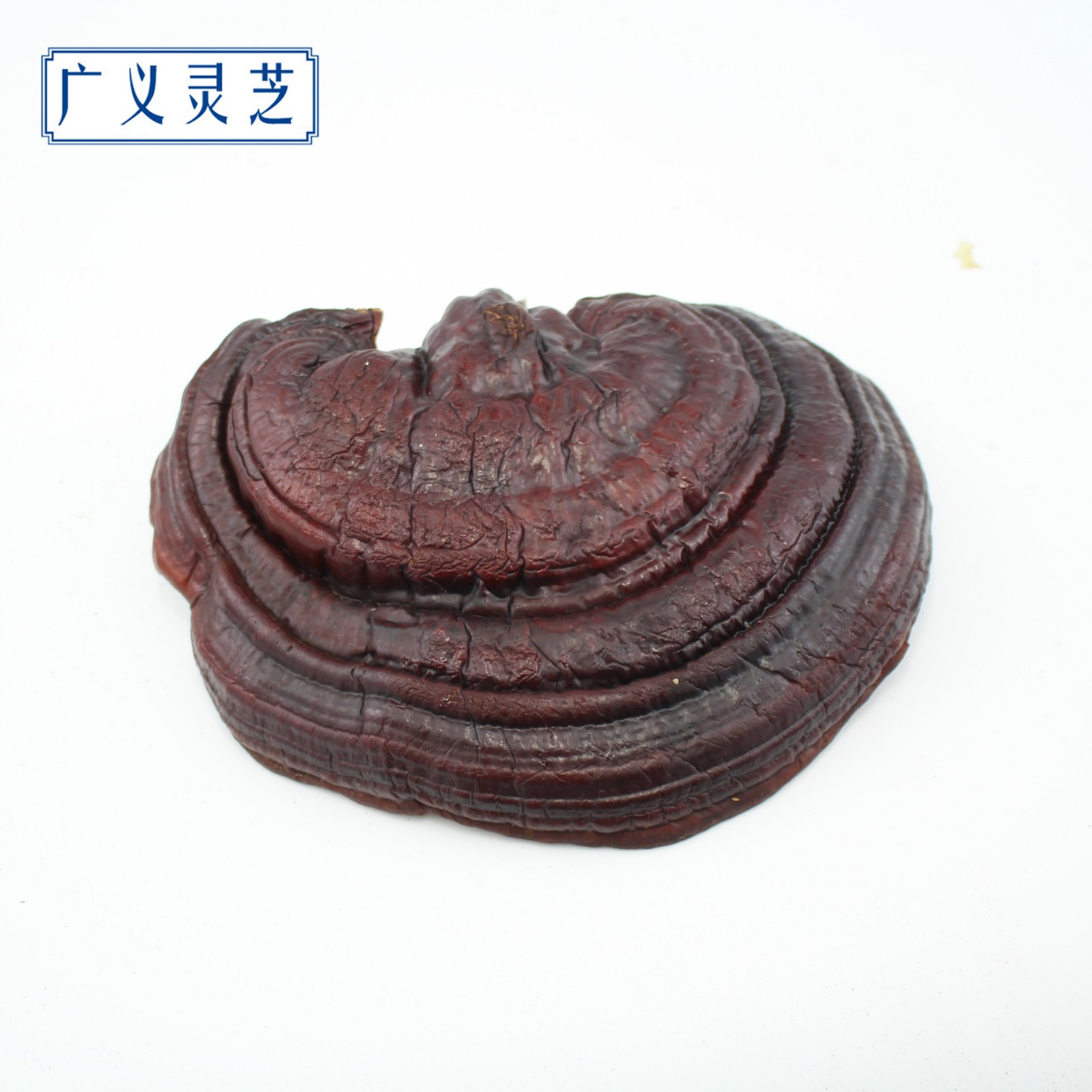 罡四灵芝 灵芝个子 灵芝切片 广义灵芝产地直销 灵芝批发图5