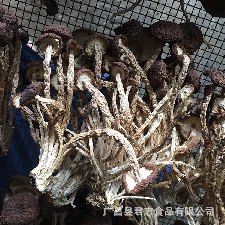 君志 2021新货江西广昌不开伞茶树菇干货批发精品5号菇散装食用菌图3