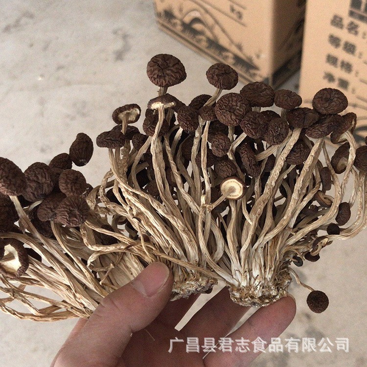 君志 2021新货江西广昌不开伞茶树菇干货批发精品5号菇散装食用菌图2