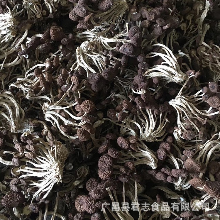 君志 2021新货江西广昌不开伞茶树菇干货批发精品5号菇散装食用菌图5