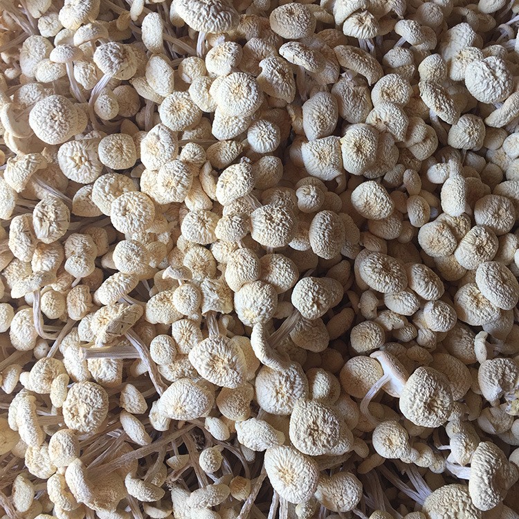 君志 江西广昌特产白色茶树菇干货批发新鲜不开伞6号金顶菇食用菌图4
