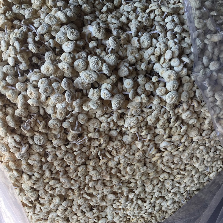 君志 江西广昌特产白色茶树菇干货批发新鲜不开伞6号金顶菇食用菌图3