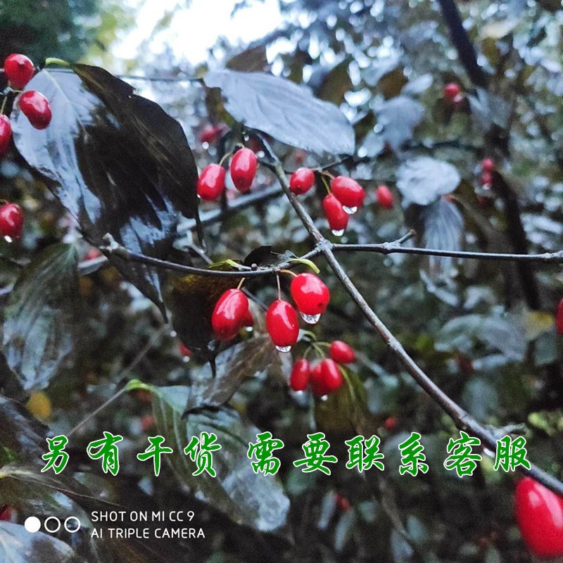 中药材批发山茱萸山萸肉鲜鲜山茱萸 枣皮干货山萸肉中药材磨粉图2