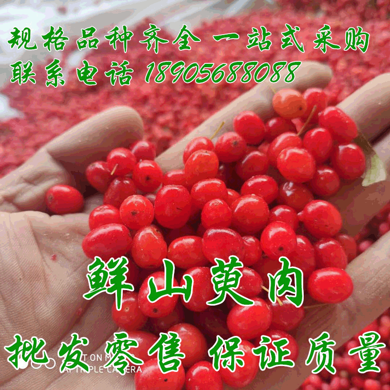 中药材批发山茱萸山萸肉鲜鲜山茱萸 枣皮干货山萸肉中药材磨粉