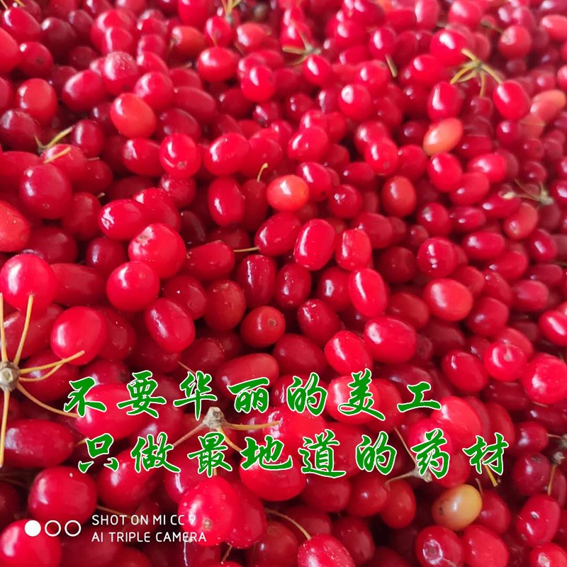 中药材批发山茱萸山萸肉鲜鲜山茱萸 枣皮干货山萸肉中药材磨粉图4