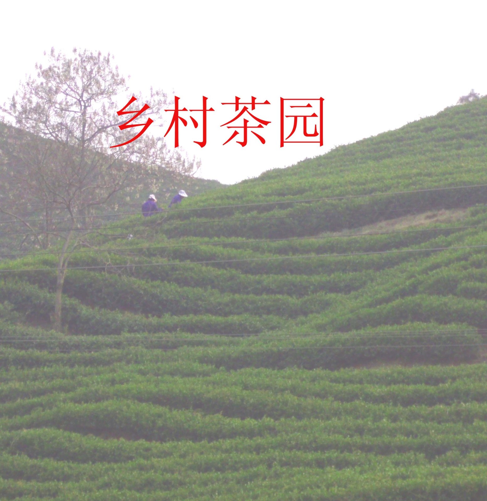 一手货源 信阳毛尖2021 新茶 高山云雾茶 自产自销 批发零售 绿茶图2