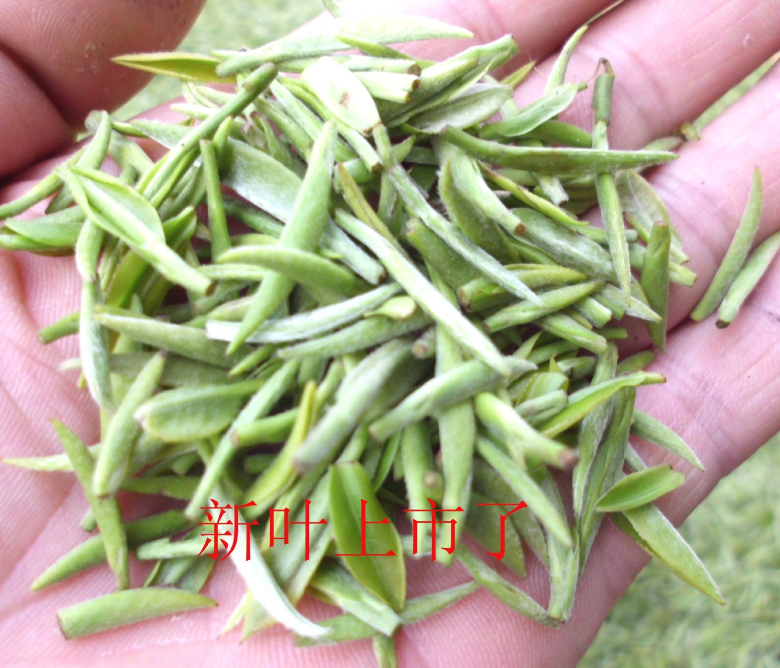 一手货源 信阳毛尖2021 新茶 高山云雾茶 自产自销 批发零售 绿茶图3