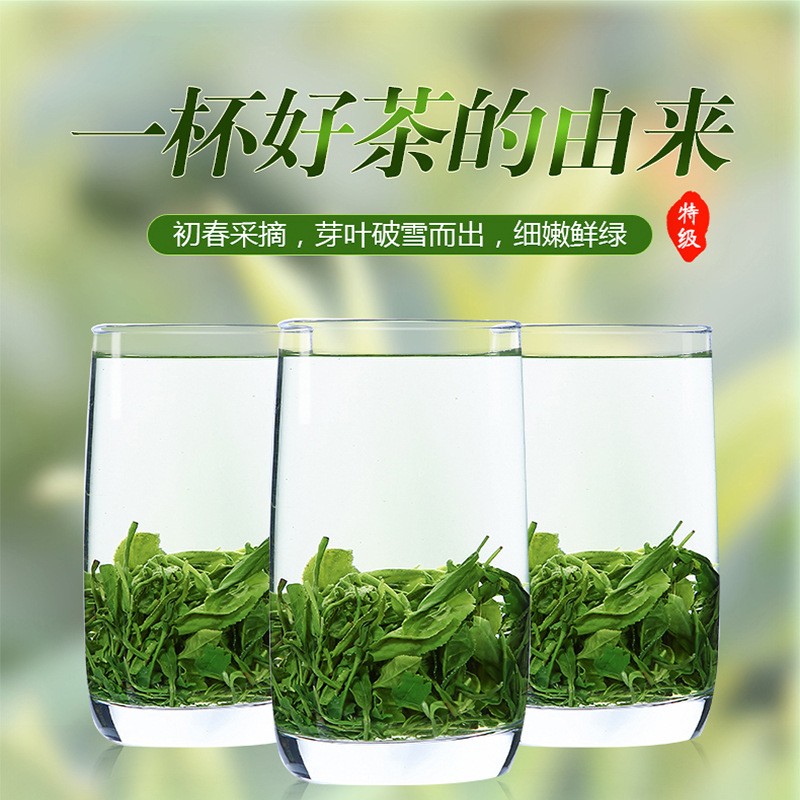 江西遂川狗牯脑茶厂家直供雨前特级2021初春好茶浓香耐泡绿茶批发图3