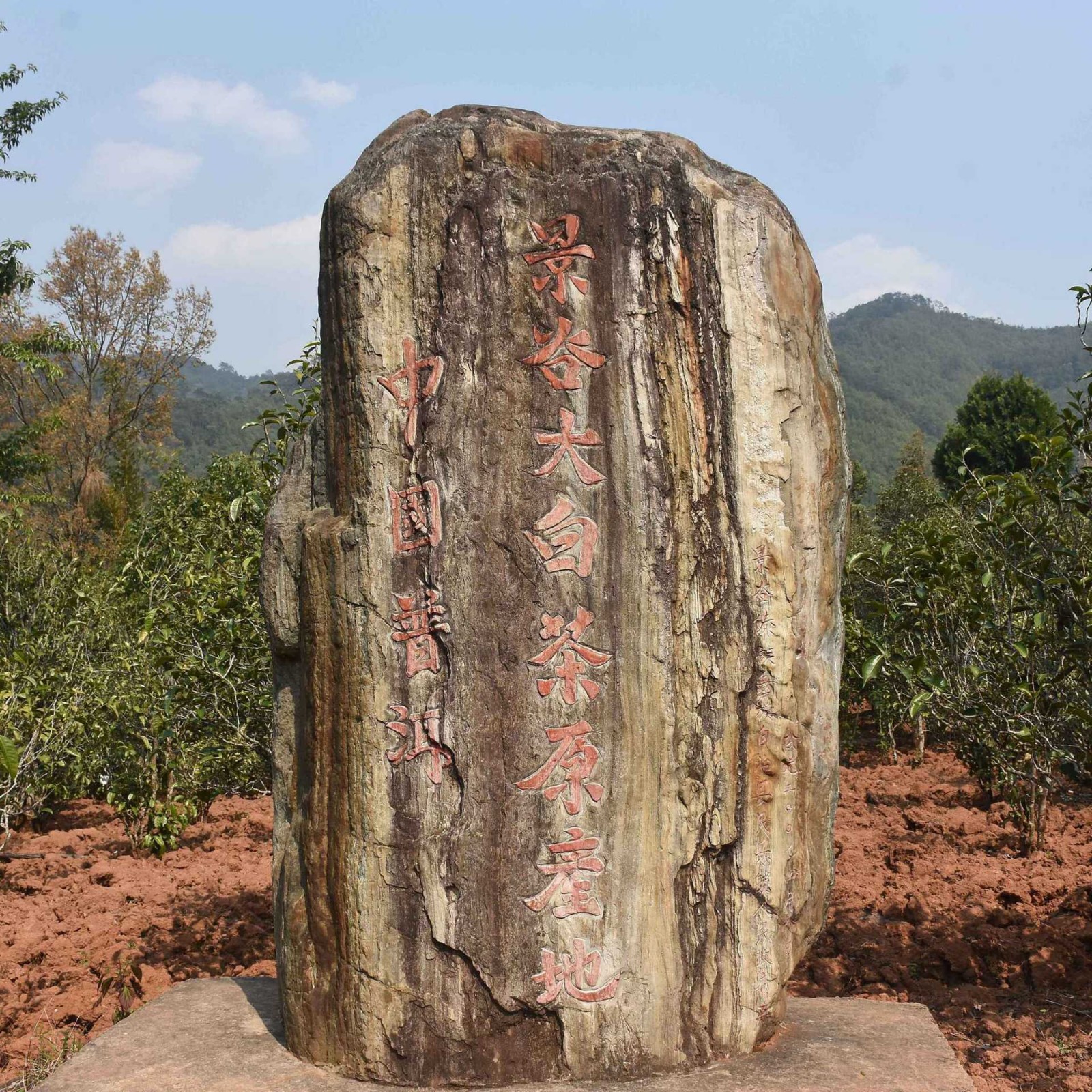 2021春 自产自销 云南秧塔高山白茶 月光白 500克白茶散茶批发图4