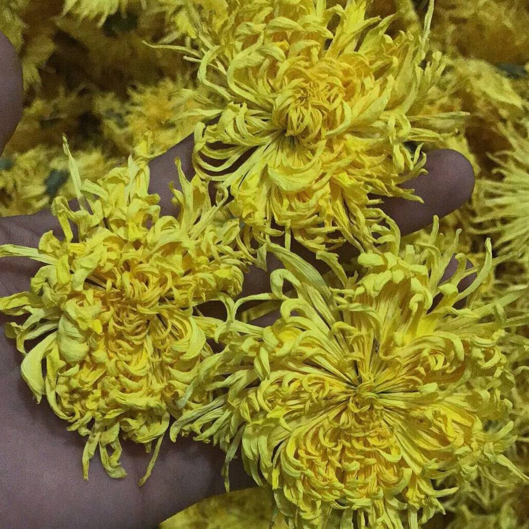 金丝皇菊黄菊菊花茶一朵一杯散花大量批发常年供应各种规格图5