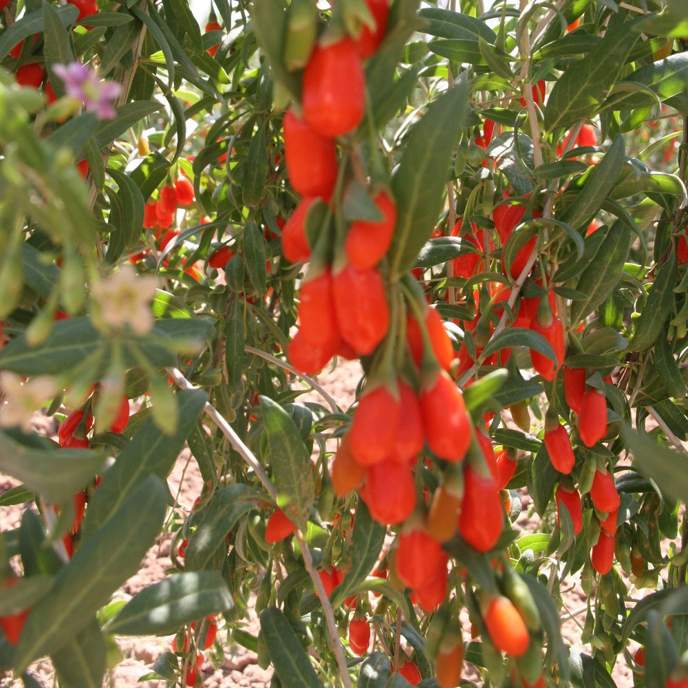 枸杞子宁夏勾起大颗粒Amorberry goji berry枸杞源头厂家批发枸杞图3