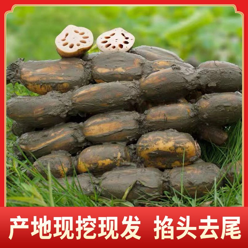 洪湖莲藕现挖现发清炒生吃凉拌煲汤湖北特产脆藕新鲜莲藕