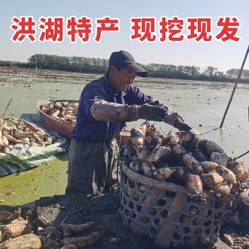 新鲜洪湖藕尾藕现挖现发做藕粉藕夹藕圆子湖北特产洪湖莲藕图2
