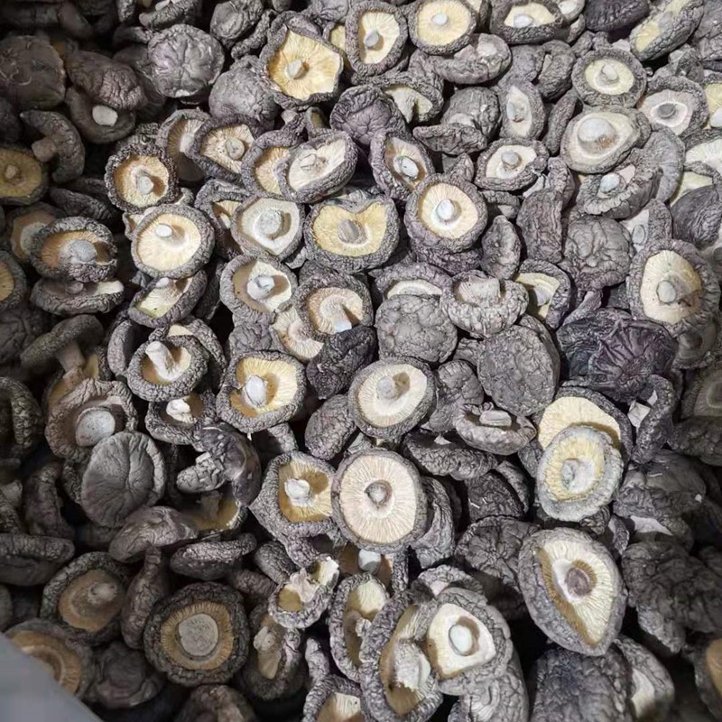 西峡香菇干货500g产地直发冬厚菇薄菇香信批发散装香菇干剪角新货图3
