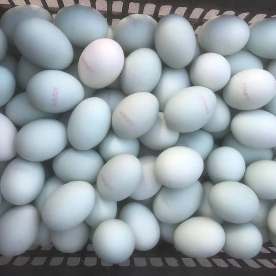 鸭蛋烤咸鸭蛋整箱批发礼盒装河南真空盒 批发海鸭蛋咸鸭蛋