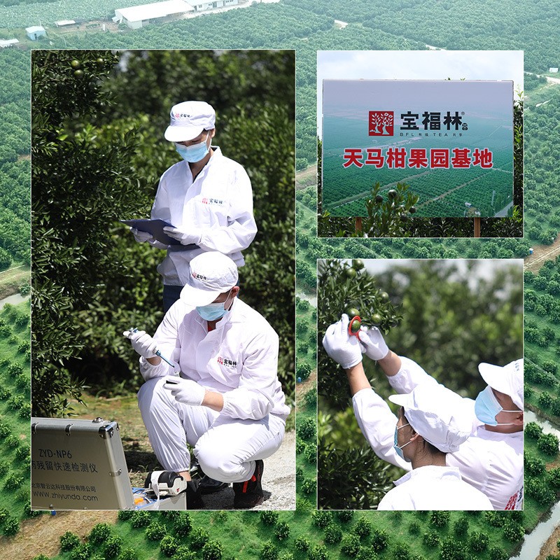 冰糖甜 梅江 小青柑 新会柑普洱茶 圈枝头采小青柑图3