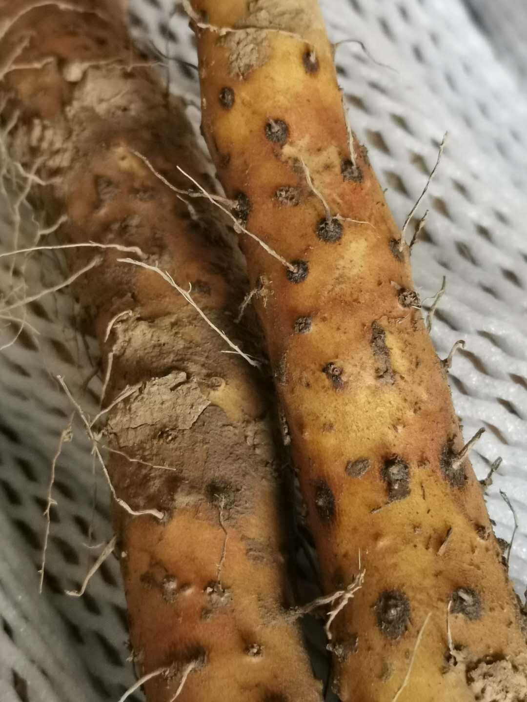河南焦作新鲜温县垆土铁棍怀山药批发零售非淮山基地直发家庭装