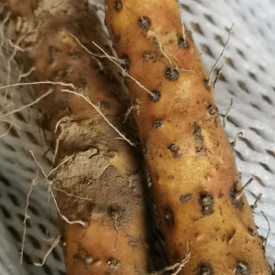 河南焦作新鲜温县垆土铁棍怀山药批发零售非淮山基地直发家庭装