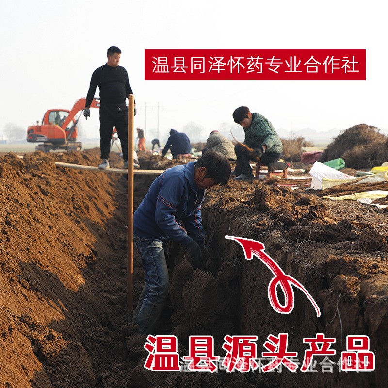 河南焦作温县 新鲜垆土铁棍山药怀山药非淮山药70cm手选5斤家庭装图3